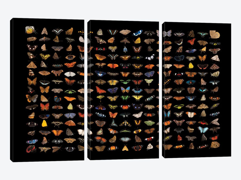 A Composite Of 225 Butterfly And Moth Species by Joel Sartore 3-piece Canvas Artwork