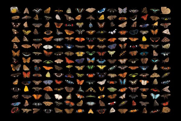 Insects: A Composite Of 225 Butterfly And Moth Species by Joel Sartore