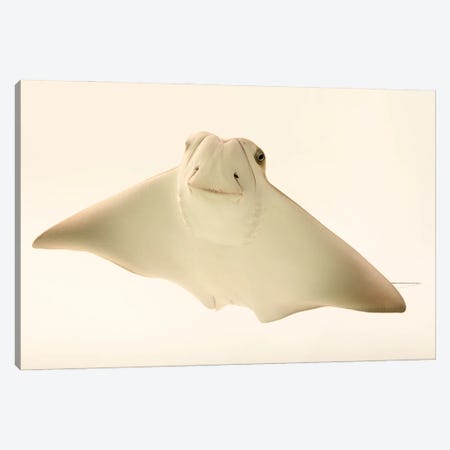 A Cownose Ray At Phoenix Zoo This Is A 4 Month Old Ray Pup Named Faith Hill Canvas Print #SRR39} by Joel Sartore Canvas Wall Art