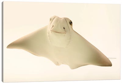 A Cownose Ray At Phoenix Zoo This Is A 4 Month Old Ray Pup Named Faith Hill Canvas Art Print - Photogenic Animals