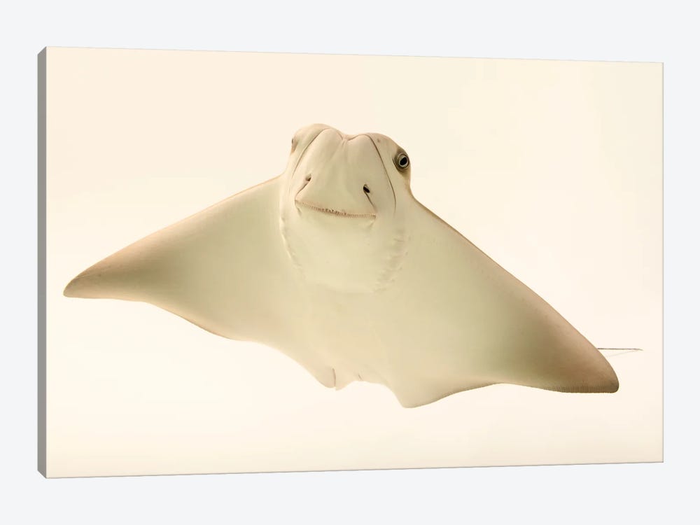 A Cownose Ray At Phoenix Zoo This Is A 4 Month Old Ray Pup Named Faith Hill by Joel Sartore 1-piece Canvas Artwork