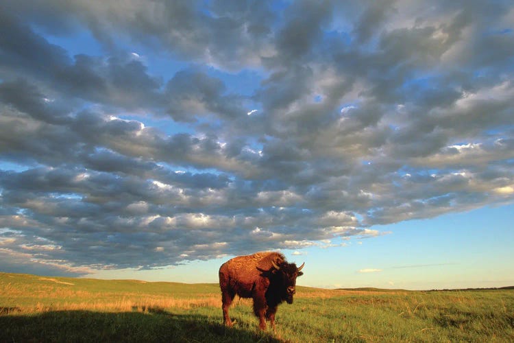 A Bison At The Fort Niobrara National Wildlife Refuge In Nebraska Near Valentine, Nebraska