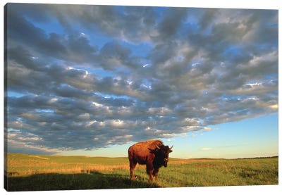 A Bison At The Fort Niobrara National Wildlife Refuge In Nebraska Near Valentine, Nebraska Canvas Art Print - Joel Sartore