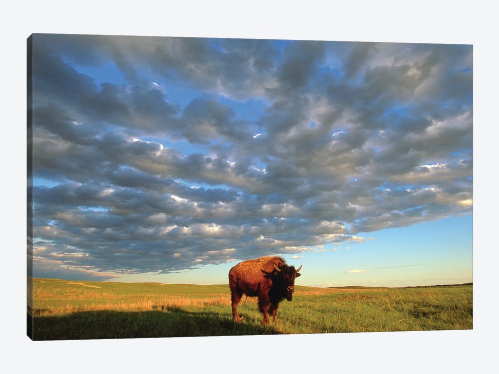 A Bison At The Fort Niobrara National Wildlife Refuge In Nebraska Near Valentine, Nebraska by Joel Sartore 1-piece Canvas Artwork