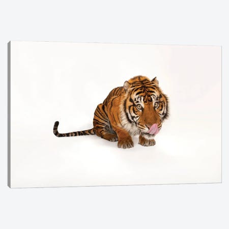 A Critically Endangered Sumatran Tiger At The Miller Park Zoo I Canvas Print #SRR40} by Joel Sartore Canvas Art Print