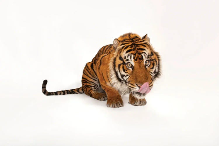 A Sumatran Tiger I At The Miller Park Zoo