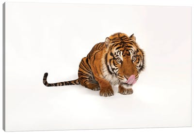 A Critically Endangered Sumatran Tiger At The Miller Park Zoo I Canvas Art Print - Wildlife Conservation Art