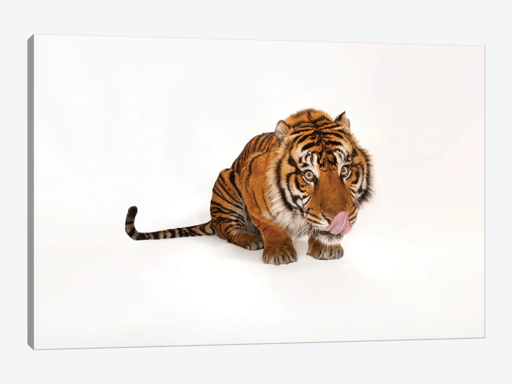 A Critically Endangered Sumatran Tiger At The Miller Park Zoo I by Joel Sartore 1-piece Canvas Wall Art