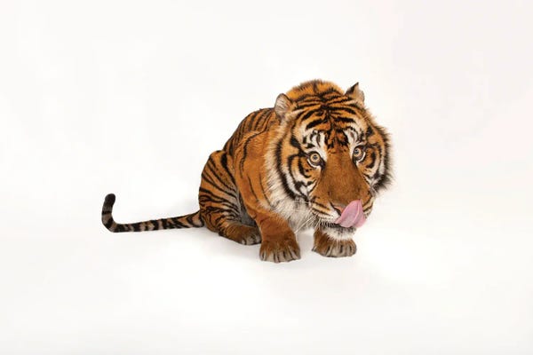 Wildlife Conservation: A Sumatran Tiger I At The Miller Park Zoo by Joel Sartore