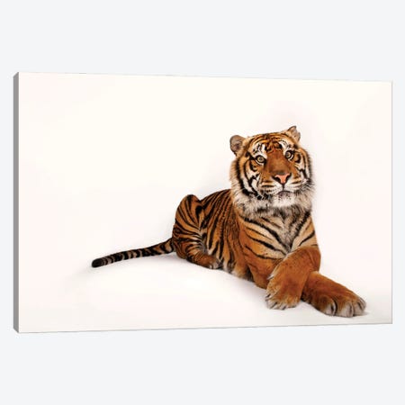 A Critically Endangered Sumatran Tiger At The Miller Park Zoo II Canvas Print #SRR41} by Joel Sartore Art Print