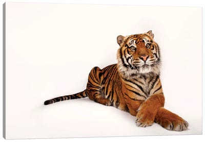 A Critically Endangered Sumatran Tiger At The Miller Park Zoo II Canvas Art Print - Wildlife Conservation Art