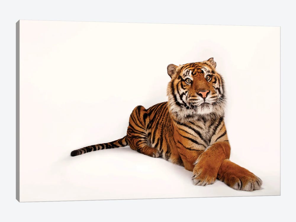 A Critically Endangered Sumatran Tiger At The Miller Park Zoo II by Joel Sartore 1-piece Canvas Art Print