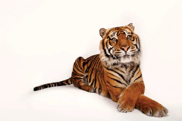 Wildlife Conservation: A Sumatran Tiger II At The Miller Park Zoo by Joel Sartore