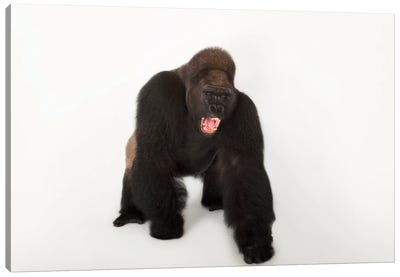 A Critically Endangered Male Western Lowland Gorilla Named Lamydoc, At The Gladys Porter Zoo In Brownsville, Texas Canvas Art Print - Minimalist Wildlife Photography