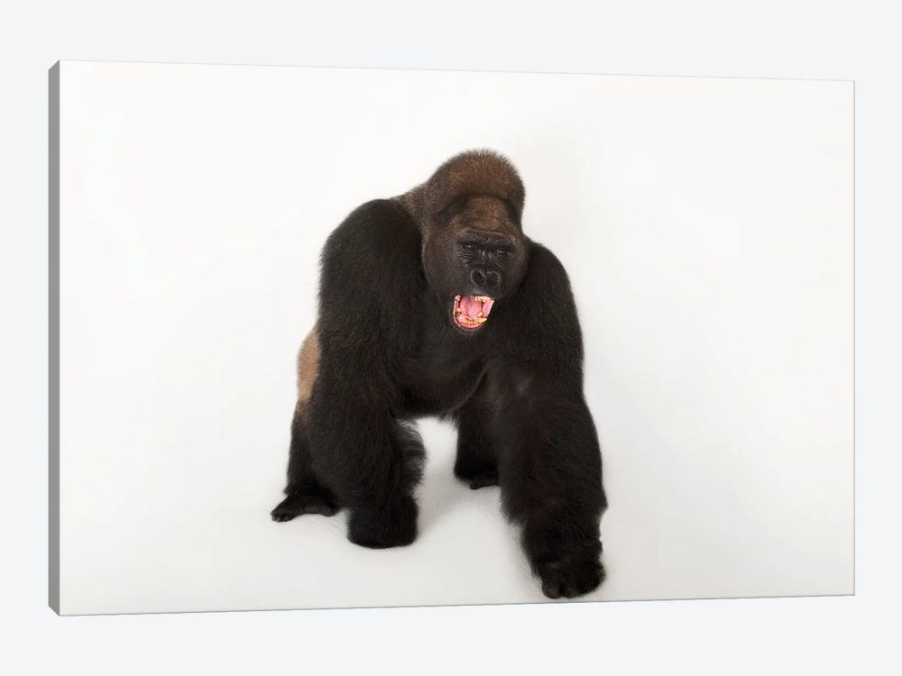 A Critically Endangered Male Western Lowland Gorilla Named Lamydoc, At The Gladys Porter Zoo In Brownsville, Texas by Joel Sartore 1-piece Canvas Artwork