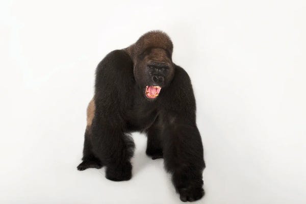 Minimalist Wildlife Photography: A Critically Endangered Male Western Lowland Gorilla Named Lamydoc, At The Gladys Porter Zoo In Brownsville, Texas by Joel Sartore