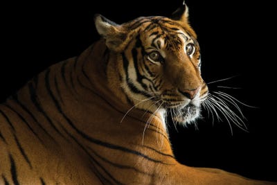 A Female South China Tiger At The Suzhou Zoo In China by Joel Sartore gallery poster