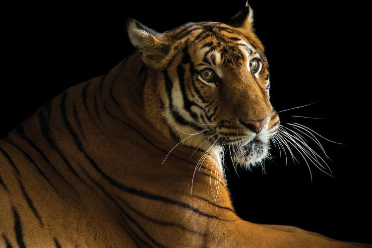 A Critically Endangered  Female South China Tiger At The Suzhou Zoo In China