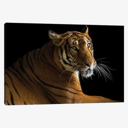 A Critically Endangered  Female South China Tiger At The Suzhou Zoo In China Canvas Print #SRR43} by Joel Sartore Canvas Print
