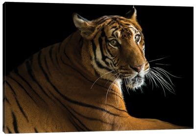 A Critically Endangered  Female South China Tiger At The Suzhou Zoo In China Canvas Art Print - Joel Sartore