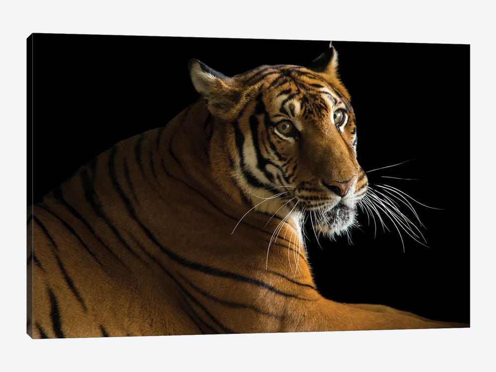 A Critically Endangered  Female South China Tiger At The Suzhou Zoo In China by Joel Sartore 1-piece Art Print