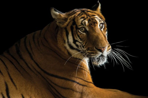 Joel Sartore: A Female South China Tiger At The Suzhou Zoo In China by Joel Sartore