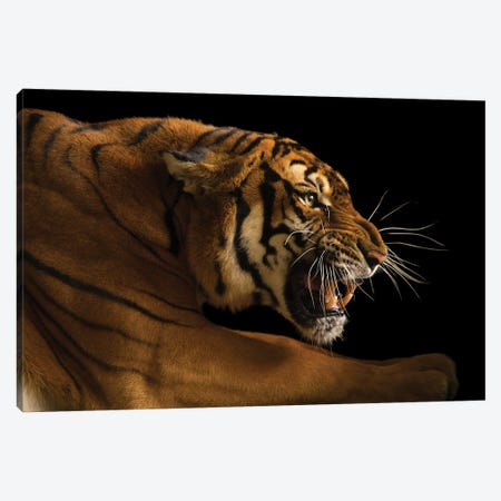 A Critically Endangered  Female South China Tiger, Panthera Tigris Amoyensis, At The Suzhou Zoo In China Canvas Print #SRR44} by Joel Sartore Canvas Art