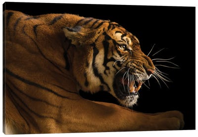 A Critically Endangered  Female South China Tiger, Panthera Tigris Amoyensis, At The Suzhou Zoo In China Canvas Art Print - Wildlife Conservation Art