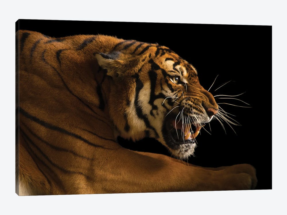 A Critically Endangered  Female South China Tiger, Panthera Tigris Amoyensis, At The Suzhou Zoo In China by Joel Sartore 1-piece Canvas Artwork