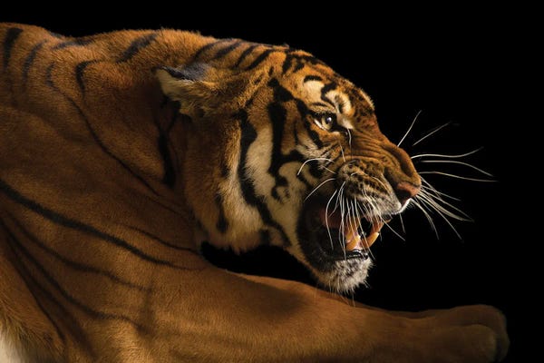 Minimalist Wildlife Photography: A Female South China Tiger, Panthera Tigris Amoyensis, At The Suzhou Zoo In China by Joel Sartore