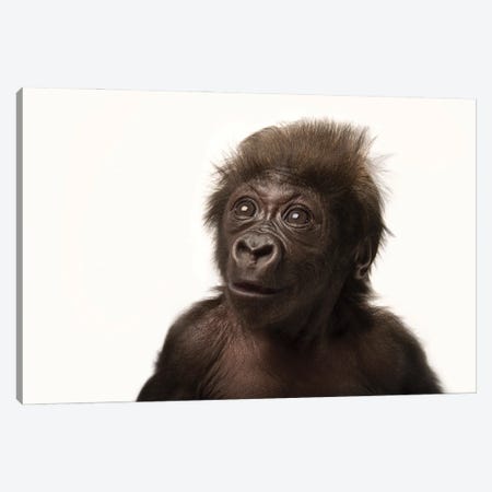 A Critically Endangered  Six-Week-Old Female Baby Gorilla At The Cincinnati Zoo I Canvas Print #SRR45} by Joel Sartore Canvas Art