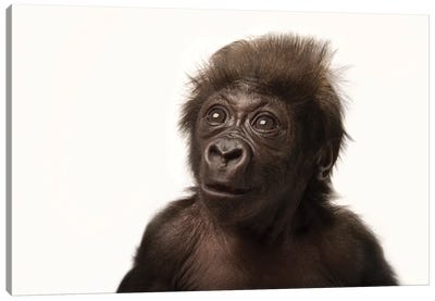 A Critically Endangered  Six-Week-Old Female Baby Gorilla At The Cincinnati Zoo I Canvas Art Print - Wildlife Conservation Art
