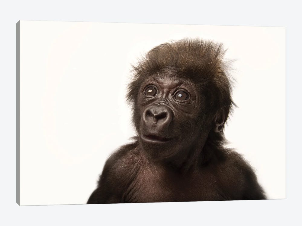 A Critically Endangered  Six-Week-Old Female Baby Gorilla At The Cincinnati Zoo I 1-piece Art Print