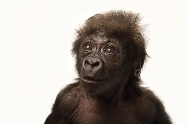 Gorillas: A Six-Week-Old Female Baby Gorilla I At The Cincinnati Zoo by Joel Sartore