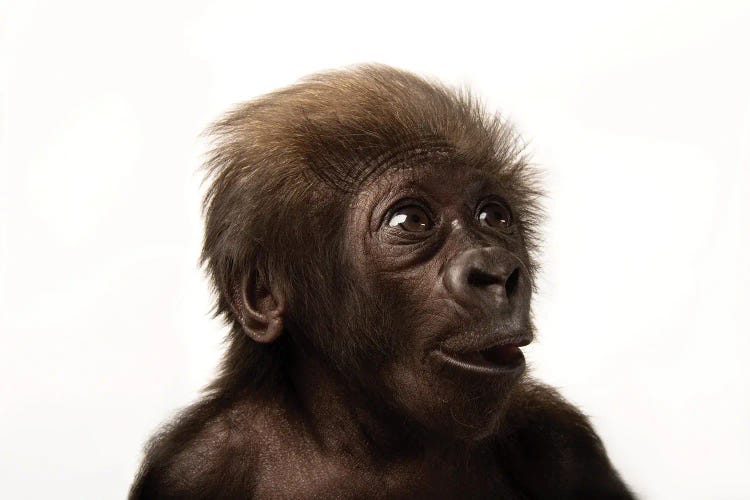 A Critically Endangered  Six-Week-Old Female Baby Gorilla At The Cincinnati Zoo II