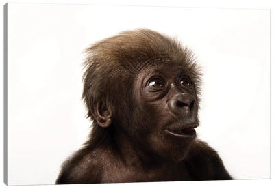 A Critically Endangered  Six-Week-Old Female Baby Gorilla At The Cincinnati Zoo II Canvas Art Print - Wildlife Conservation Art
