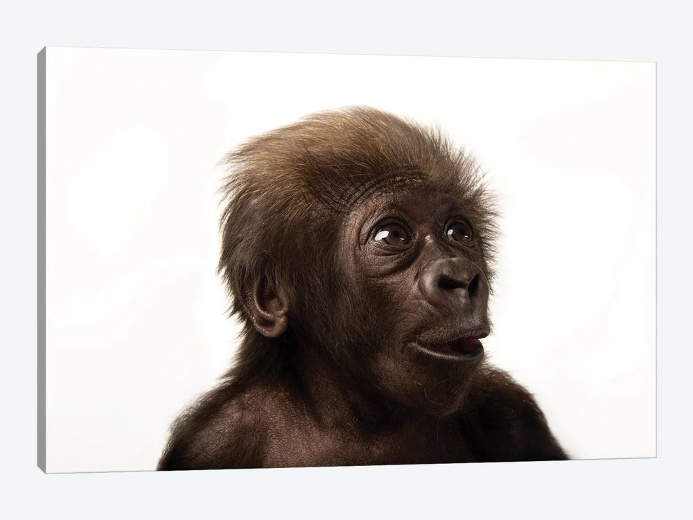 A Critically Endangered  Six-Week-Old Female Baby Gorilla At The Cincinnati Zoo II by Joel Sartore 1-piece Canvas Art