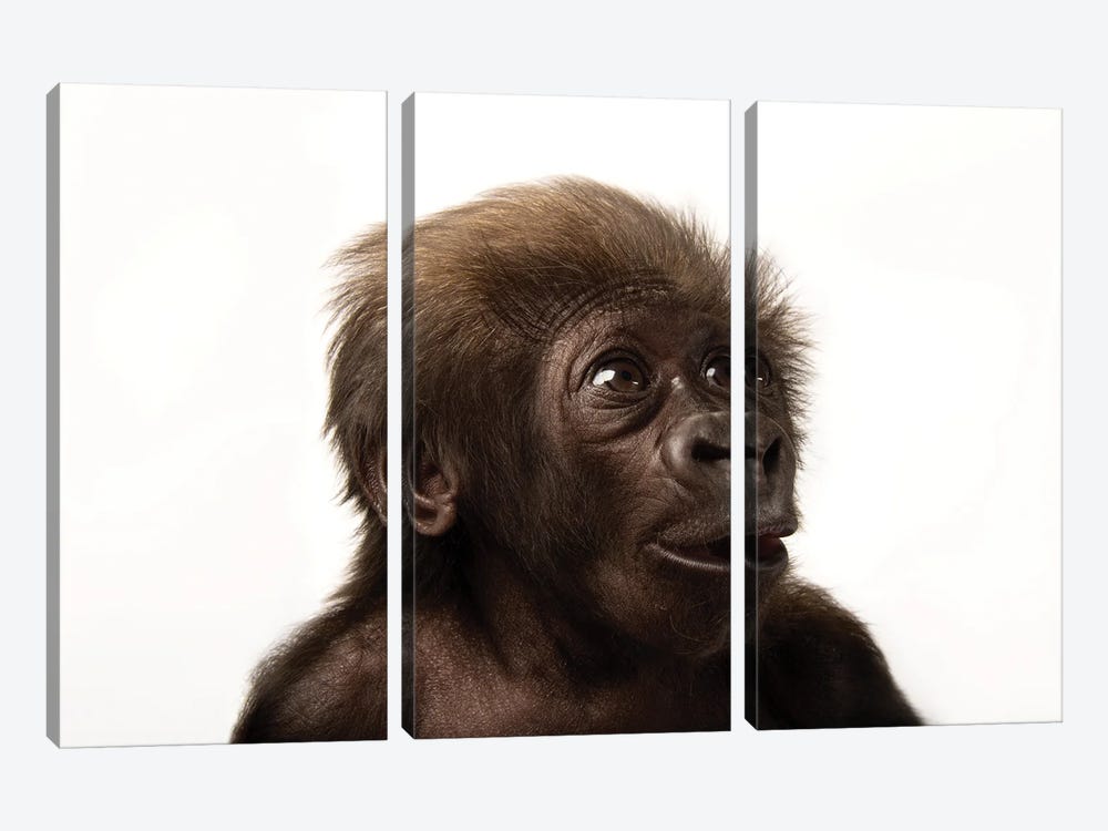 A Critically Endangered  Six-Week-Old Female Baby Gorilla At The Cincinnati Zoo II 3-piece Canvas Artwork