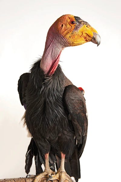 A Critically Endangered California Condor At Phoenix Zoo by Joel Sartore framed canvas print