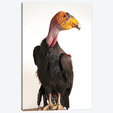 A Critically Endangered California Condor At Phoenix Zoo Canvas Print #SRR47} by Joel Sartore Canvas Wall Art