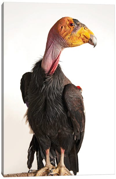A Critically Endangered California Condor At Phoenix Zoo Canvas Art Print - Wildlife Conservation Art