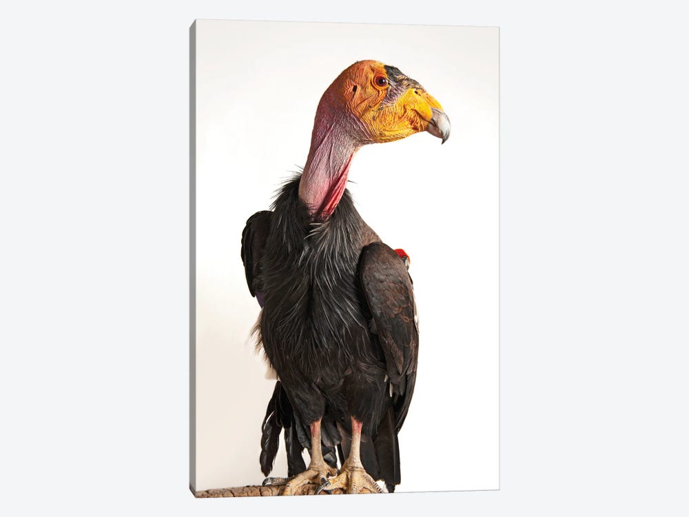 A Critically Endangered California Condor At Phoenix Zoo by Joel Sartore 1-piece Canvas Print