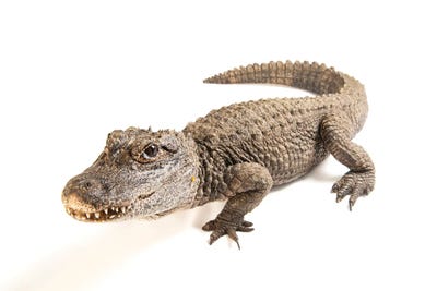 A Critically Endangered Chinese Alligator At The Fresno Chaffe Zoo by Joel Sartore gallery poster