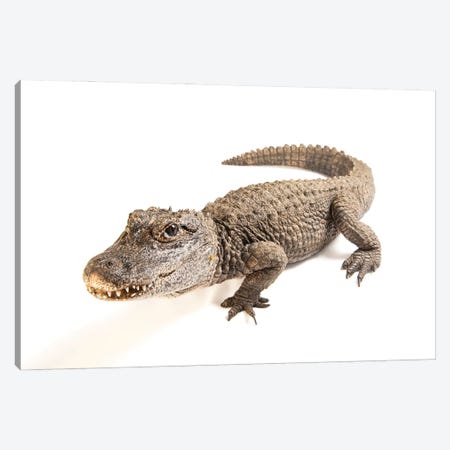 A Critically Endangered Chinese Alligator At The Fresno Chaffe Zoo Canvas Print #SRR48} by Joel Sartore Art Print