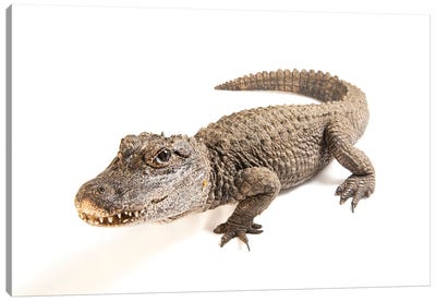 A Critically Endangered Chinese Alligator At The Fresno Chaffe Zoo Canvas Art Print - Crocodile & Alligator Art