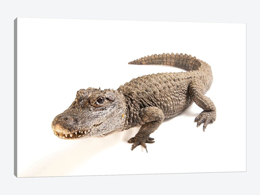 A Critically Endangered Chinese Alligator At The Fresno Chaffe Zoo by Joel Sartore 1-piece Canvas Art