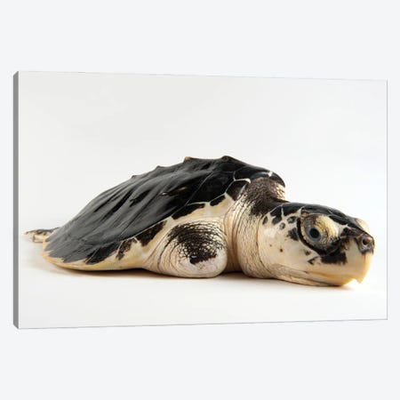 A Critically Endangered Kemp's Ridley Sea Turtle With An Injured Flipper At The Gladys Porter Zoo Canvas Print #SRR49} by Joel Sartore Canvas Print