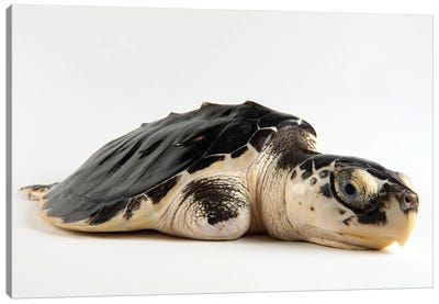 A Critically Endangered Kemp's Ridley Sea Turtle With An Injured Flipper At The Gladys Porter Zoo Canvas Art Print - Animal Rights Art