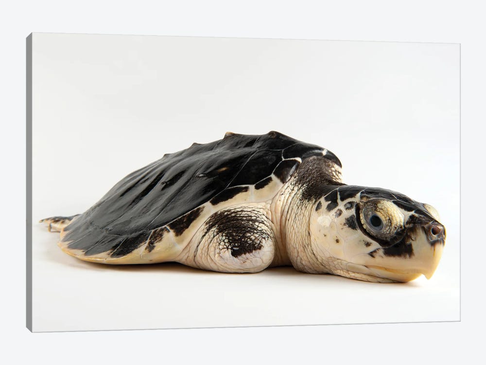 A Critically Endangered Kemp's Ridley Sea Turtle With An Injured Flipper At The Gladys Porter Zoo by Joel Sartore 1-piece Canvas Print