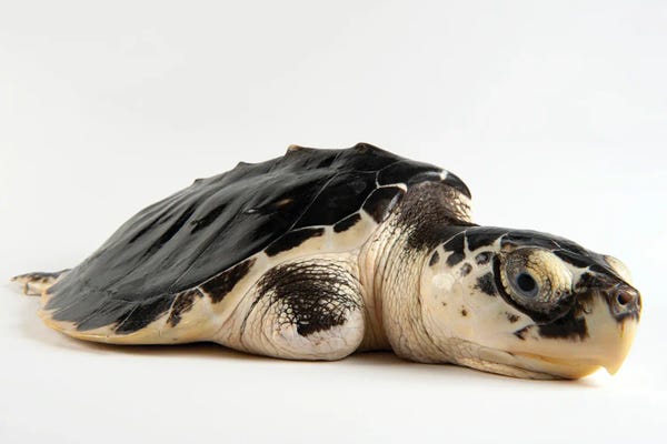 Joel Sartore: A Critically Endangered Kemp's Ridley Sea Turtle With An Injured Flipper At The Gladys Porter Zoo by Joel Sartore